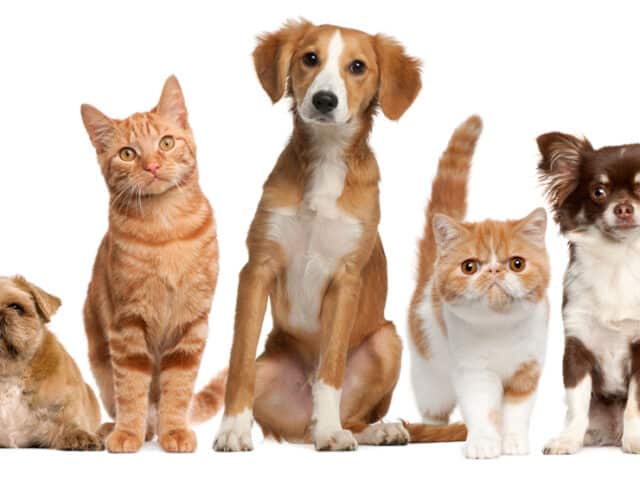 https://www.focus-on.gr/wp-content/uploads/2020/07/PetProtection-640x480.jpg